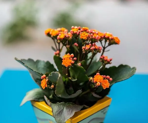 Aethra Boutique 4* Náuplia